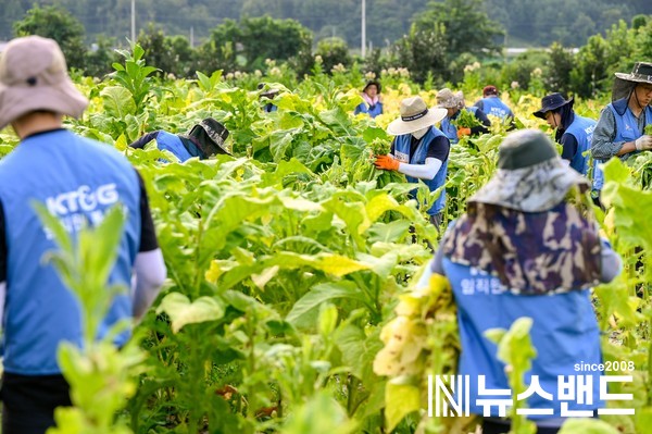 KT&G 임직원들이 지난 5일 경북 문경시 가은읍에 위치한 잎담배 농가를 방문해 수확 봉사를 진행했다. 사진은 잎담배 수확 봉사활동 현장 모습
