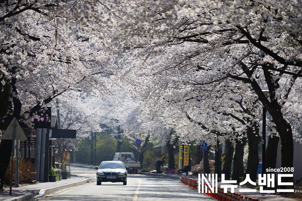 계룡산 벚꽃 자료 사진