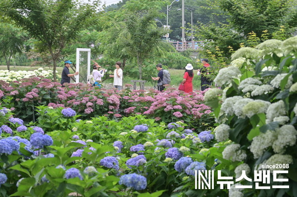 지난해 공주 유구색동수국정원꽃축제 사진